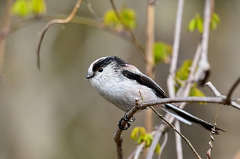 animal, forest, wood, green, bird, wild Bird, energy Guide, face, fluffy, season, nature