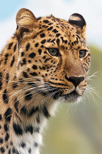 leopard, brown and black leopard, close-up, sharp gaze, vibrant fur, natural setting, animal, wildlife, big cat, spotted fur, wild animal