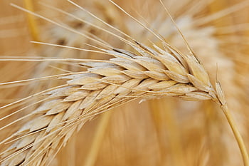 κριθάρι, γεωργία, Getreide, ernte, πιο ζεστό, feld, nahaufnahme, makro, φυσικό, σούτου, lebensmittel