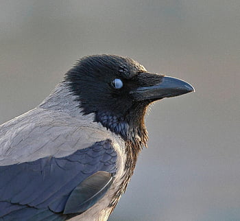 bird, nature, hooded Crow, nictitating Membrane, beak, ornithology, species, fauna, avian, animal, feathers