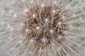 paardebloem, bloem, mooie bloemen, Wildflower, detailopname, macro, natuur, bloesem, bloeien, fabriek, bloem achtergrond