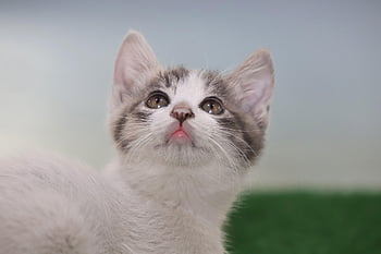 kucing, anak kucing, alam, kucing liar, membelai, gilnyangyi, hewan peliharaan, hewan, bayi kucing, imut, meong