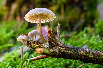 mushrooms, helmling, fungal Science, branch, forest, biotope, growth, nature, moss, macro, focus Stacking