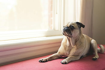 adult fawn pug, white wooden framed window, charming pug dog, lounging indoors, bright sunlit window, indoor pug, pug near window, fawn pug, pug dog, sunlit window, indoor dog