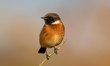 stonechat, male Stonechat, small Bird, songbird, perched, post, winter, orange, feather, bird, avian