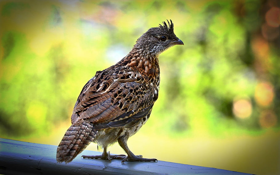 potrhaný tetřev, pták, zvíře, peří, ptačí, volně žijících živočichů, fauna, Příroda, québec, Kanada