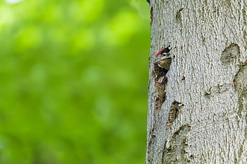 woodpecker, great Spotted Woodpecker, nature, bird, tree, nest, young Bird, animal