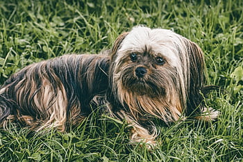 yorkshire Terrier, yorkie, grass, dog, outdoors, small Dog, animal, domestic Animal, meadow, nature, canine