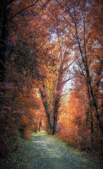 autumn, path, sheets, trees, season, foliage, forest, rural, nature, litter