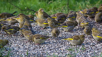 Greenfinch evropský, carduelis chloris, mladistvých ptáků, napájecí stanice, Kongsberg Norsko, kánon 60d, Sigma 150-500 mm, letní scéna, fotografování ptáků, zahradní zvěř, prohlížení ptáků