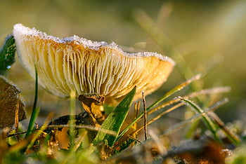 mráz, podzim, houba, russula, svítání, věda o houbách, les, divoký, Příroda, k lidské spotřebě, rostlina