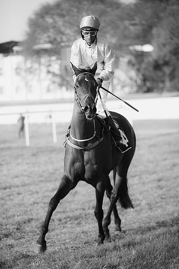 horse, nature, horse Race, jockey, horse Racing, horsemen, race Horse, photography By Anil Sharma, free Pic, free Pictures, anil Sharma