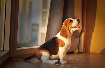 beagle, puppy, pet, dog, animal, cute, home, good