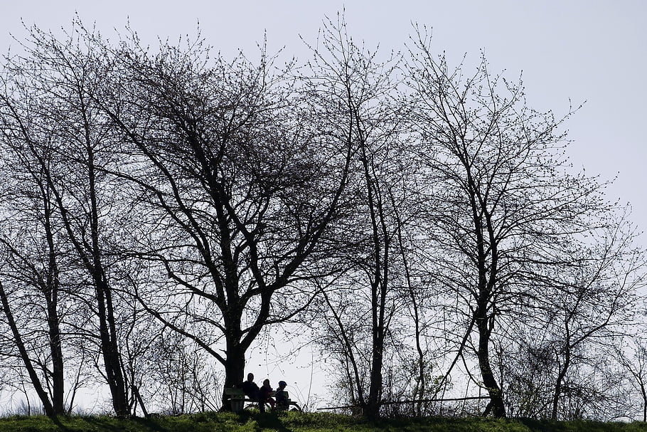 trees, nature, walker, rest, silhouette