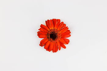 orange flower, white background, Gerbera daisy, striking orange, clean white, design use, floral image, orange Gerbera, flower photography, high contrast, minimalist design