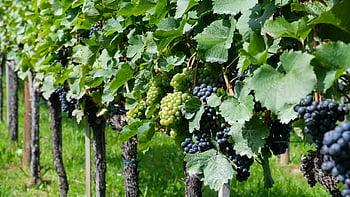 grapes, grapevines, vineyard, wine Growing, fruits, healthy, food, nature, harvest, fresh, vitamins