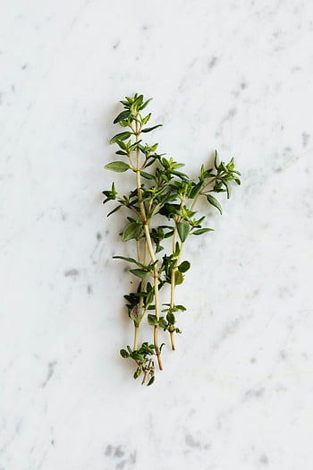 timian, marmoroverflate, Frisk timian, hvit marmor, tekstur bakgrunn, sett ovenfra, urt, kulinarisk urt, aromatisk plante, Kjøkkeningrediens, naturlig krydder