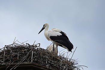 鳥、 こうのとり、 コウノトリ、 ネスト、 自然