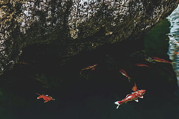 Koi fish, clear pond, rock formation, natural rock, swimming fish, harmony with nature, shoal of Koi, pond fish, aquatic life, serene water, garden pond