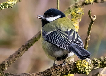 skvělá sýkorka, malý pták, zahradní pták, zahrada, krmení, peří, Pírko, greattit, pták, posazený, ptačí