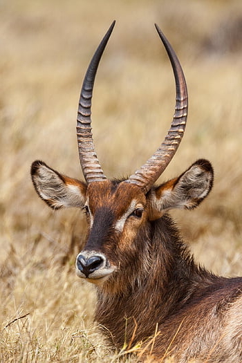 Botswana, Bovidi, Kobus Ellipsiprimno, waterbuck, mammifero, erbivoro, antilope, Africa, animale, natura, ungulato
