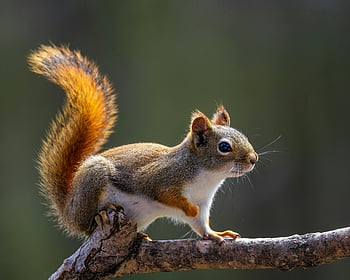squirrel, fluffy tail, dry tree twig, adorable squirrel, perched on branch, warm sunlight, nature photography, wildlife photography, outdoor scene, animal photography, tree branch