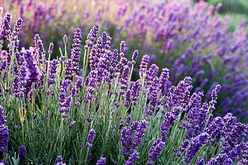 lavenders, flowers, lavender Field, purple Flowers, bloom, blossom, flora, nature, fragrance, flower Background, flower Wallpaper