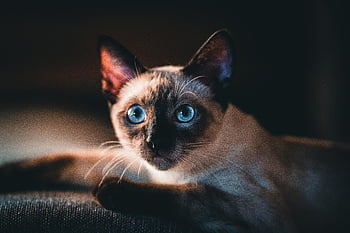 Siamesische Katze, Nahaufnahme, blaue Augen, unterschiedliche Markierungen, Katzenporträt, faszinierende Augen, Haustierfotografie, Katzenfunktionen, Innenkatze, Tier Nahaufnahme, Hauskatze