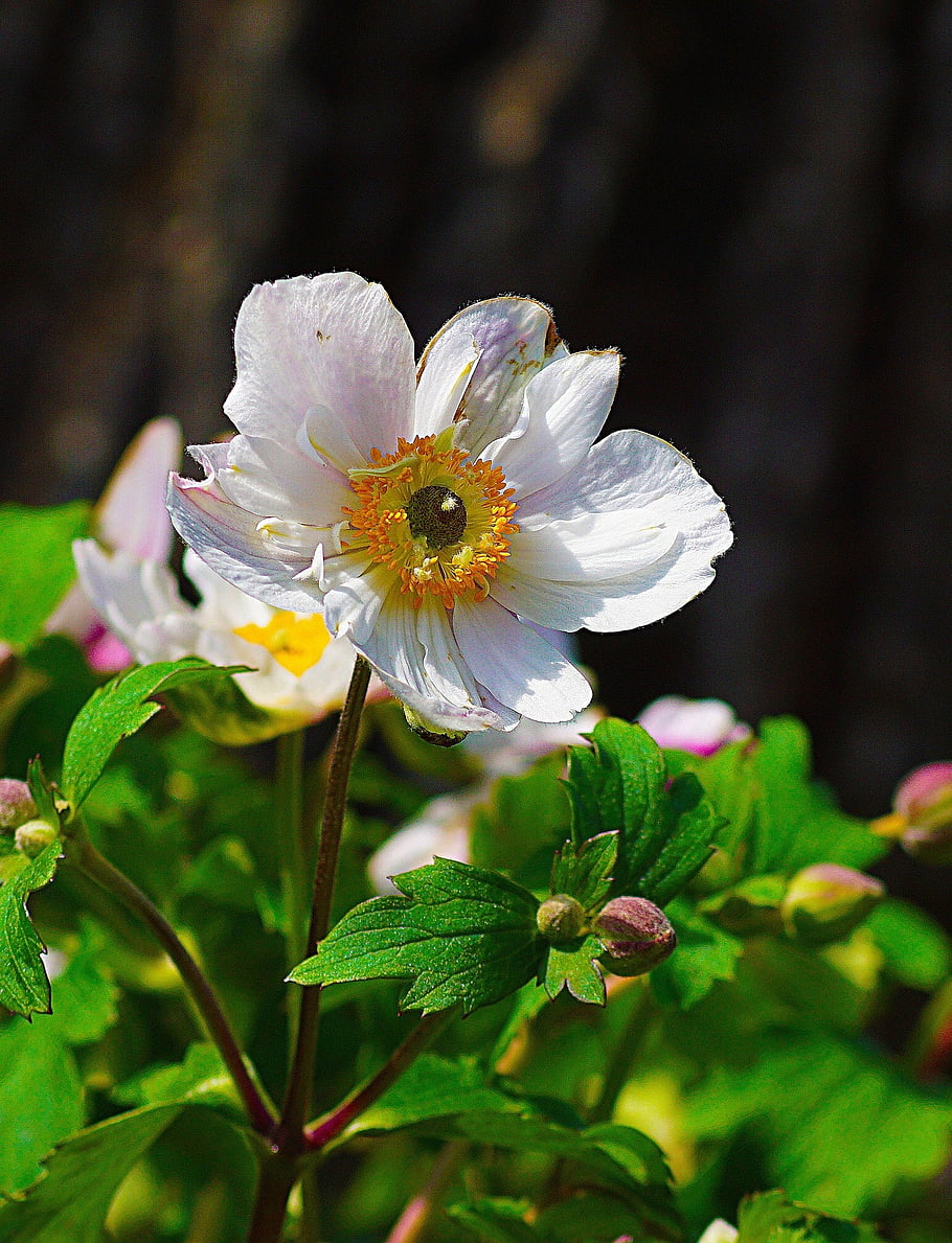 fiori, bellissimi fiori, petali, gemme, le foglie, fogliame, sfondo di fiori, flora, carta da parati floreale, botanica, natura