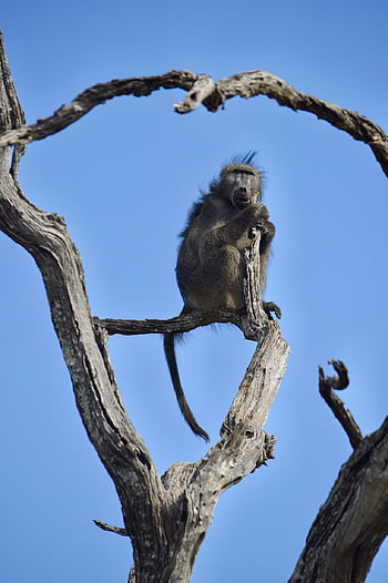 animal, baboon, wildlife, wild Animal, mammal, nature, safari, savannah, kruger National Park, south Africa