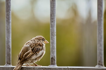 sparrow, bird, animal, sperling, nature, perched, fence, plumage, beak, metal
