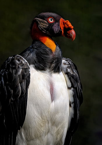 ハゲタカ、 鳥、 鳥類、 鳥類学、 Cathartidae、 おじさん、 スカベンジャー、 くちばし、 羽毛、 野生動物、 動物