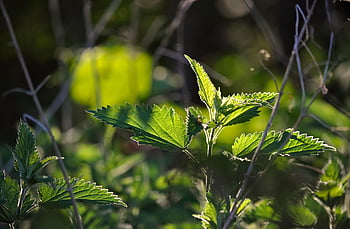 ตำแย, Urtica, สีเขียว, ธรรมชาติ, พืชป่า