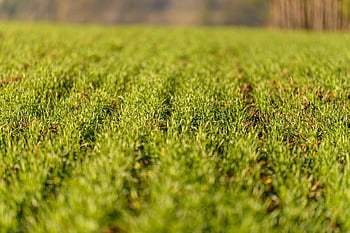 nature, landscape, czech, field, rows, grass, rural, green, plant, farm, outdoor