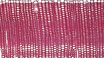 분홍색 세포, 흰색 배경, 기하학 무늬, 텍스쳐 텍스쳐, 디자인 개념, 장식 개념, 확대보기, 분홍색과 흰색, 세포 구조, 추상적 인 패턴, 핑크 질감