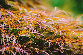 maple, japanese Maple, leaves, nature, maple Leaves, multicoloured, colorful, tree, maple Tree