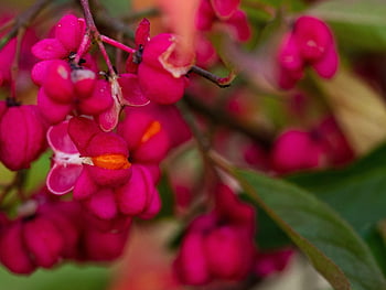 vřeteno, ovoce, rostlina, keř, strom, evropské vřeteno, euonymus europaeus, flóra, Příroda, detailní
