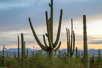 kaktusové rostliny, arizona poušť, Saguaro Cacti, hory, západ slunce, pole, krajina, scénický, přírodní, venkovní, krása