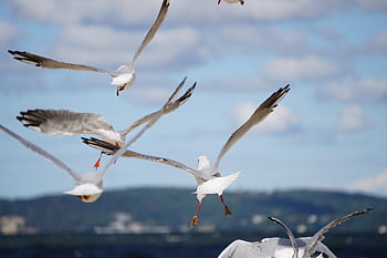 鳥、 カモメ、 カモメの飛行、 空、 雲、 海、 海洋、 鳥類学、 種、 動物相、 鳥類