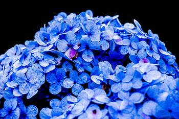 blue petaled flower, vibrant blue hydrangea, close-up flowers, dark background, nature's beauty, blue hydrangea, floral photography, blue petals, hydrangea flowers, nature photography, blue flowers