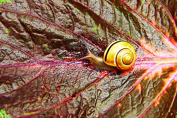 wstężyk Huntsman, snail, plant, leaf, color, beautiful, alive, summer, animals, nature, outside
