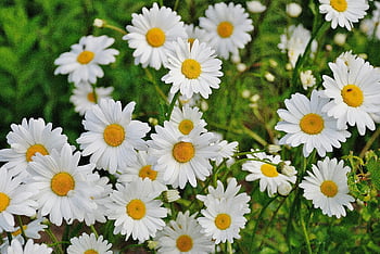 fiore bianco margherita, fiori margherita, fiori bianchi, centro giallo, fiori da giardino, sfondo floreale, fotografia naturalistica, fiori all'aperto, margherite in fiore, petali bianchi, Centro giallo Daisy