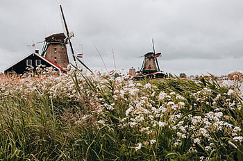 szélmalom, Hollandia, malom, holland, szél, víz, tájkép, ég, építészet, régi, folyó