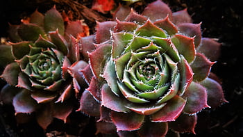 sukulentní, hrnkové rostliny, houseleek, sempervivum, šťavnatý, špičatý, tlustý listový skleník