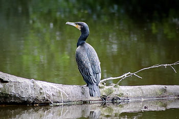 cormorano, uccello, uccello acquatico, Phalacrocoracidae, piume, lago, stagno, natura, animale