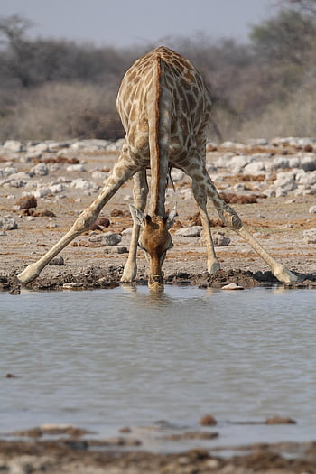 dyr, pattedyr, sjiraff, arter, fauna, dyreliv, drikkevann, safari, Afrika, Etosha, namibia