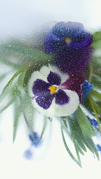 pansy flower, white and violet petals, dew drops, glass, soft floral view, vibrant pansies, delicate flower, purple and white pansy, floral photography, nature photography, dewy petals
