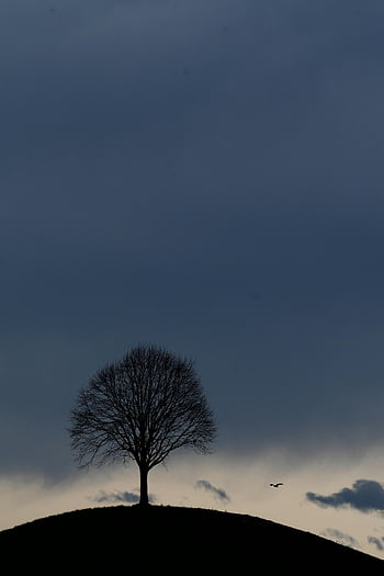 bird flying, hill, single leafless tree, silhouette, lone tree, twilight, sky, nature, landscape, evening, outdoors