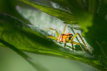 クモ、 昆虫、 葉、 野生動物、 自然、 閉じる、 マクロ、 接地、 調査、 肖像画、 夏