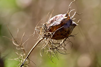 panna v zelené, semen pod, nigella damascena, Sušené lusky semen, květy, nigella, suší se, hnědý, vybledlý, Příroda